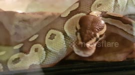 Royal Python Snakes can live for decades in captivity or in the wilds of Africa