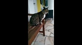Cat slowmotion