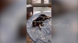 A comedian spent six months training his housemate's dog to recognise Thin Lizzy's 