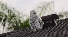 CA: Snowy Owl in suburban City of Cypress