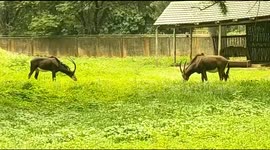 SABLE Bucks in Captivity in Pretoria Zoological Gardens South Africa