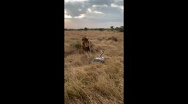 Heron with broken wing fights off lion looking for an easy meal