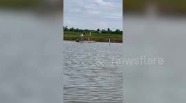 Pet Golden Retriever swims across lake to ask for food at floating restaurant