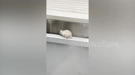 Pregnant cat stuck on ledge during storm rescued in Thailand