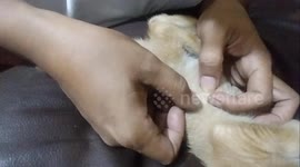 Looking for cat fleas is not easy, but for the sake of your beloved kitten you have to do it