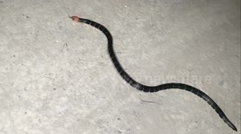 We don't know yet if this snake is venomous but it seems scary near the house