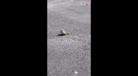 Kindhearted DoorDash driver chooses humanity over tip & helps out a thirsty bird