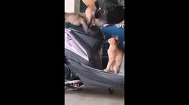 Two cat brothers and sisters fighting over their mother's tail