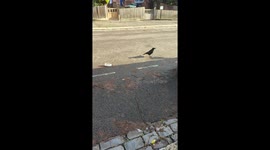 A crow attempts to peck it's way into an empty bottle of Prime in North London
