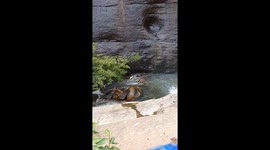 Heroic man risks life to save 4-year-old that slipped into waterfall in southern India