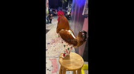 Stylish rooster has his drip game on point while raising money for homeless people in Miami, US
