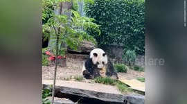 Adorable panda enjoys a delightful sawdust bath at his home in Adelaide zoo
