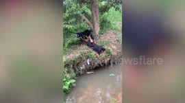 Lads struggle to retrieve football stuck under bank in snake-infested river