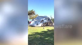 Rowdy wild monkeys attack tourist's tent in park in Thailand