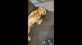 'Did you do that?': Puppy chews up man’s favorite recliner