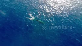 Majestic whale breach captured by drone off Hawaiian coast
