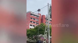 Wild python hanging on top of street light rescued in Singapore