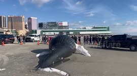 US citizens and activists want federal investigation over death of four whales