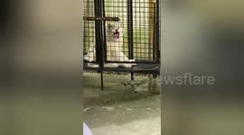 Funny Siberian Husky flashes silly wide smile to owner