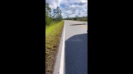 Tourists come across strange speed bump...a 15-foot-long Burmese python crossing road