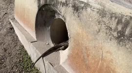 Florida dad discovers iguanas, living in sewage pipe, and it’s incredible!