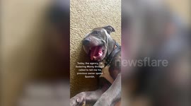 Woman thought her foster dog was disobedient - but actually  the pooch only understands SPANISH