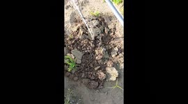 Limpeza do bacelo numa vinha