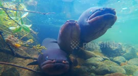 New Zealand Longfin Eels in the wild, underwater, December 2021, at 4K resolution. South Island, New Zealand