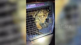 Police discover caged tiger cub during shooting investigation in Albuquerque, US