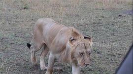 Lion pride bite down on safari jeep only to steal tyre cover to play with
