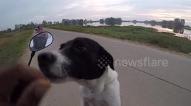 Grateful stray dog recognizes and greets man that removed fish hook from his mouth