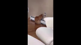 Dramatic cat feels too cold and puts its face on steam heater