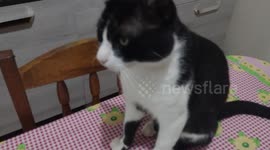 Meu gatinho encima da mesa miando, que coisa mais linda meu gatinho