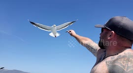 Feeding a seagull a Fish by hand in oxnard california from a fishing charter boat.