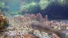 A Big hungry Brown Trout waits for food to arrive, and reacts swiftly to a leaf and then a salmon smolt: still hungry.