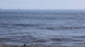 Surfers with dolphins at Santa Barbara Harbor, California