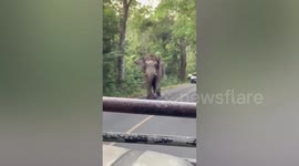 Park rangers heroically guide elephant back into forest with its herd