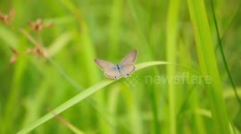 Beautiful moments of wild butterflies caught on camera
