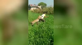 Scary moment leopard hiding in grass attacks farmer in India