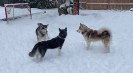 Our 3 Alaskan Malamutes absolutely love the snow following a recent snowstorm in Eastern Canada