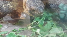 Tourtois eating food it really enjoyed the vegetables and gobbled it up fast