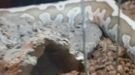 Leapard Python Snake had great skin pattern and it's Native to Tennessee