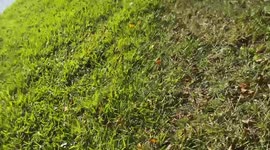 Florida dad manages to catch armoured catfish with bare hands