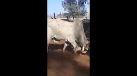 Brahmans Bulls headbutting eat other as Sparing techtics, in a kraal in KwaZulu Natal, South Africa