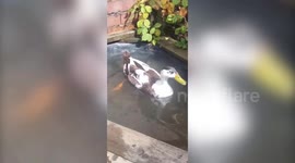 Meet the pet duck who keeps escaping from his pen and causing chaos around his hometown