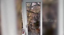 Mum feels like the 'unluckiest woman in the world' after tree crashed through her roof on Friday the 13th