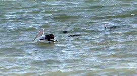 Pity the poor little fish – a feeding frenzy of Pelicans and Cormorants in the Swan River