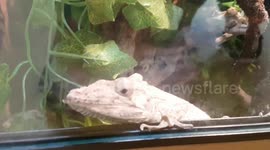 Chameleon species was a grey brown colour and it blends into the surroundings