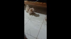 I was recording my doggies while they sniffing some insects inside our house and they were completely annoyed.