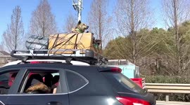 Dogs strapped into box on car roof driving down road in China